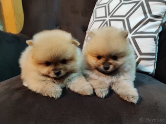 Predám fenku - pomeranian/nemecký špic - 5