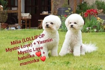 Štěňátka bišonek - bichon frisé s PP - 5