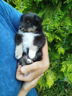 Šeltie / sheltie štěně s PP z Pozdeňské vísky - 5