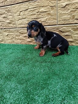 Jezevĉík trpaslicí - 5