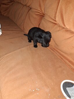 Čivava krátkosrstá - 5