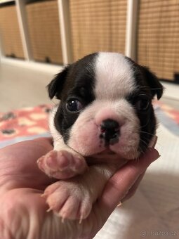 Bostonský teriér - 5