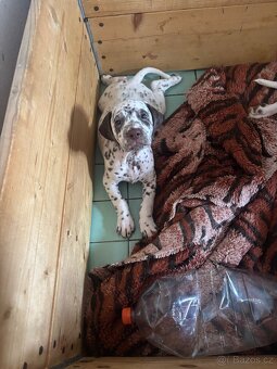 Štěně dalmatin - 5