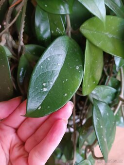 Hoya - 5