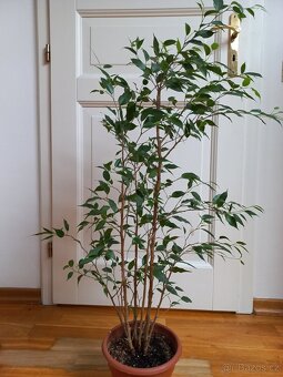 Ficus benjamina - 5