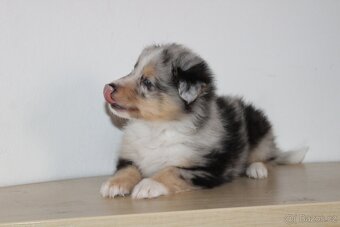 Sheltie pejsek s PP - 5