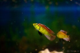 Akvarijní rybičky-Tlamovci-Malawi,Viktoriino jezero - 5