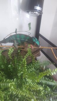 Chameleon - 5