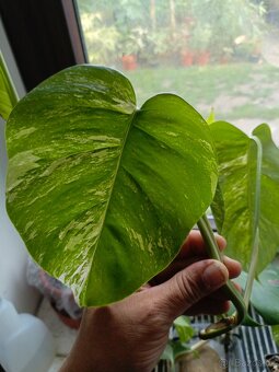 Monstera albovariegata - 5