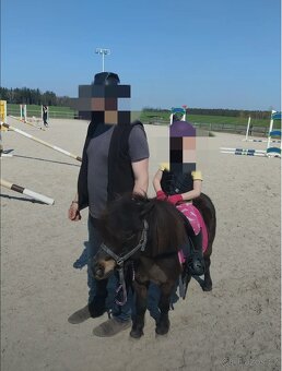 Pony na prodej - 5