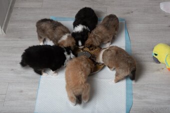 Sheltie/Šeltie - 5