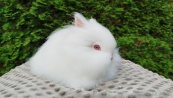 Zakrslý králík, králíček -(TEDDY)-ONDŘEJ - 5