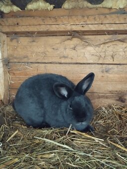 Vídeňský modrý - 5