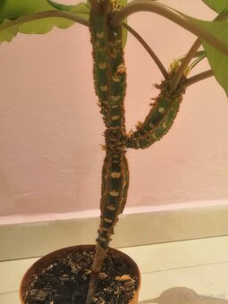 pryšec, pokojová kytka - 5