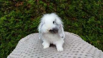 Zakrslý beránek, králíček, králík - MINDY - 5