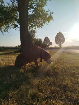 Cane Corso - 5