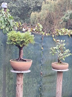 Bonsaj,bonsai Thuje - 5