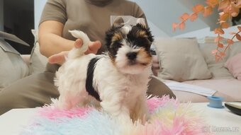 Biewer jorkšírský teriér s PP - fenka - 5