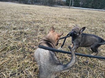 Německý ovčák - štěně s PP - 5