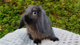 Zakrslý beránek, králíček, králík - PEGAS - 5