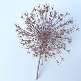 Sušené květiny - 5