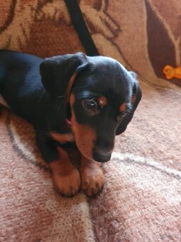 Štěňátko jezevčíka - 5