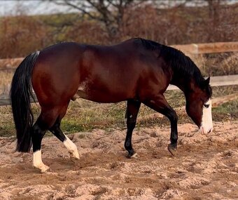 Připouštění hřebcem GRAYS MASTER H, QH - 5