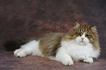 Sibiřská kočka -  kočička s PP Ruffian - 5