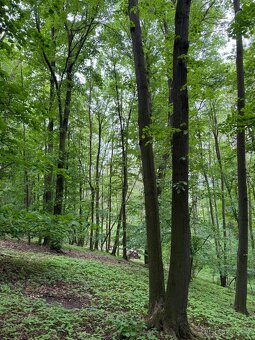 Prodám lesní pozemek v k.ú. Stěbořice - 5