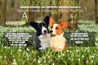 Welsh corgi cardigan - 5
