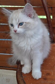 Kočičky ragdoll s PP, - 5