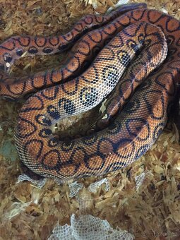 Epicrates cenchria cenchria a maurus,python regius - 5