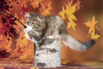 Sibiřská kočka -  kočička s PP - 5