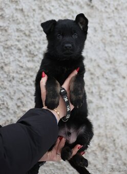 Německý ovčák - štěňata s PP - 5