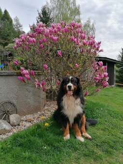 Krytí- Bernsky salašnický pes - 5