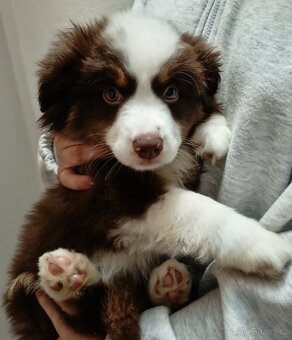 Štěňata Miniaturní Americký ovčák s PP(FCI) - 5