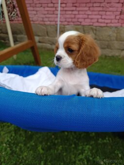 Kavalír King Charles Španěl - chlapeček. - 5