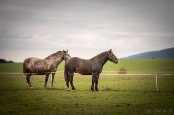 Prodám hřebečka - 5