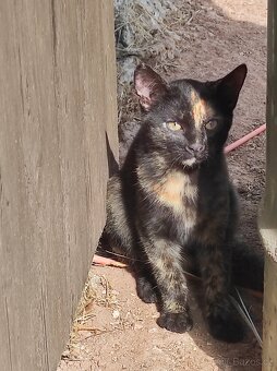 Daruji koťátka - 5