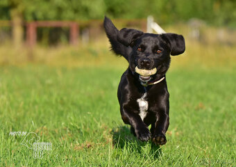 Darujeme křížence Dastyho - 5