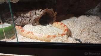 Užovka červená- Albino, Snow - 5