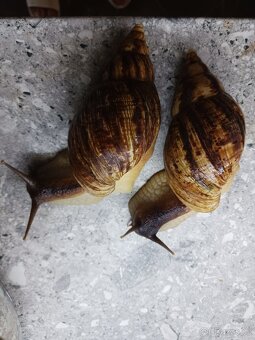 Afričtí šnečci - 5