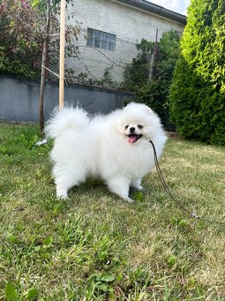 Pomeranian s PP, chovatelská stanica Nucháčik poms - 5