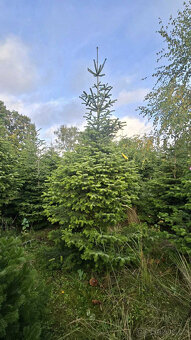 Vánoční stromky z kavkazské jídle, řezané 1,70-2,00 smre - 5