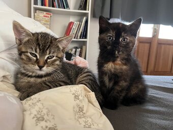 Prodám zvídavého kocourka - 5