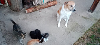 DARUJEME koťátko, kotě, kocourka, kočičku, koťátka - 5