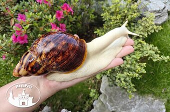 Africký šnek Archachatina marginata ovum albino body Snails - 5