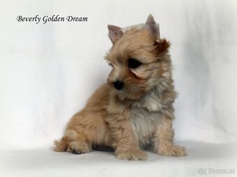 fenečky jorkšírka - yorkshire terrier - 5