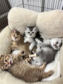 Krásný skotský klapouchý kocourek – 2 měsíce – Praha - 5