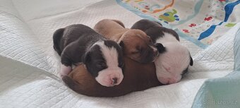 Americký stafordšírský teriér - 5